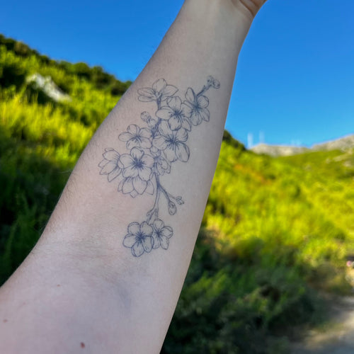 Cerisier en fleurs